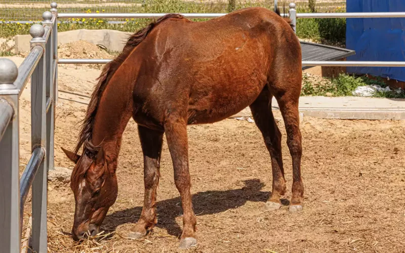 חוות סוסים - פרויקט ואדי עתיר