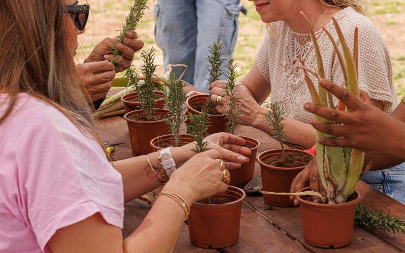 סדנת ייחורים ואדי עתיר