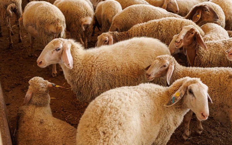 סדנת רעיית צאן פרויקט ואדי עתיר